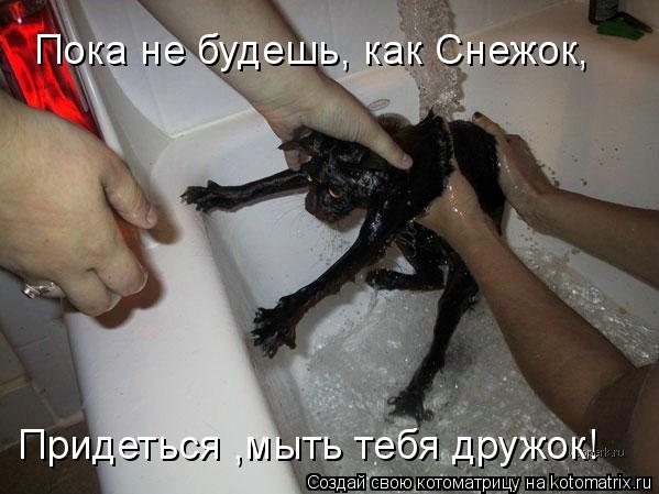 Придеться ,мыть тебя дружок! Пока не будешь, как Снежок,... Котоматрица: Придеться ,мыть тебя дружок! Пока не будешь, как Снежок,