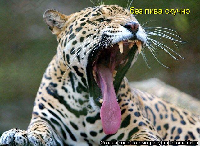 без пива скучно... Котоматрица: без пива скучно