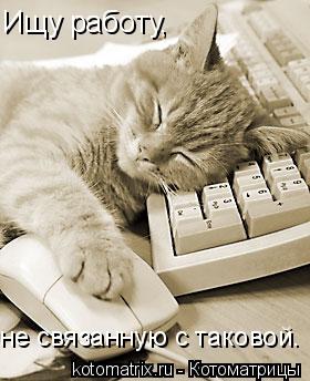 Котоматрица: Ищу работу,  не связанную с таковой.