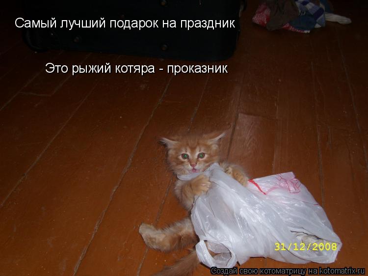Это рыжий котяра - проказник Самый лучший подарок на праздник... Котоматрица: Это рыжий котяра - проказник Самый лучший подарок на праздник