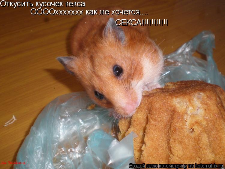 Котоматрица: Откусить кусочек кекса ООООххххххх как же хочется.... СЕКСА!!!!!!!!!!! Lisa Зимакина