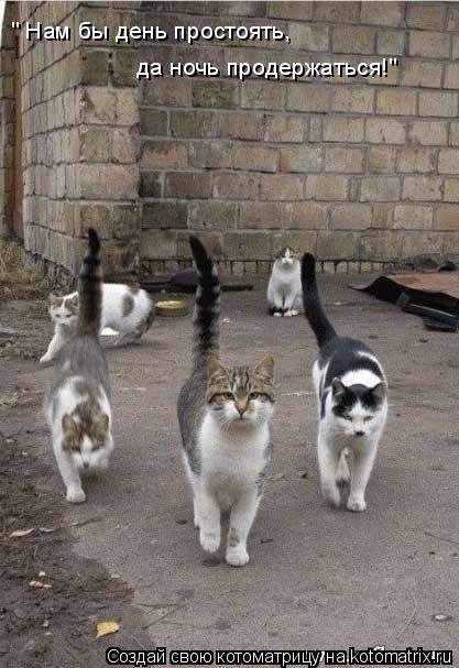 " Нам бы день простоять, да ночь продержаться!"... Котоматрица: " Нам бы день простоять, да ночь продержаться!"