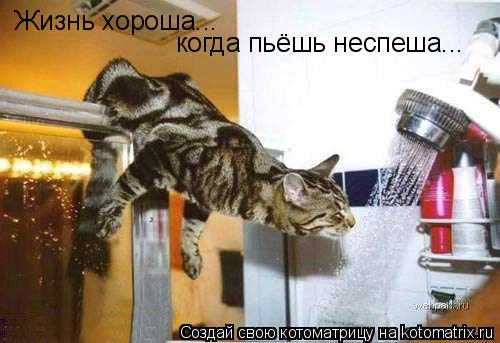 Жизнь хороша... когда пьёшь неспеша...... Котоматрица: Жизнь хороша... когда пьёшь неспеша...
