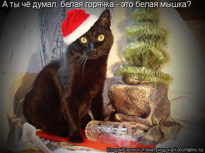 А ты чё думал, белая горячка - это белая мышка?... Котоматрица: А ты чё думал, белая горячка - это белая мышка?
