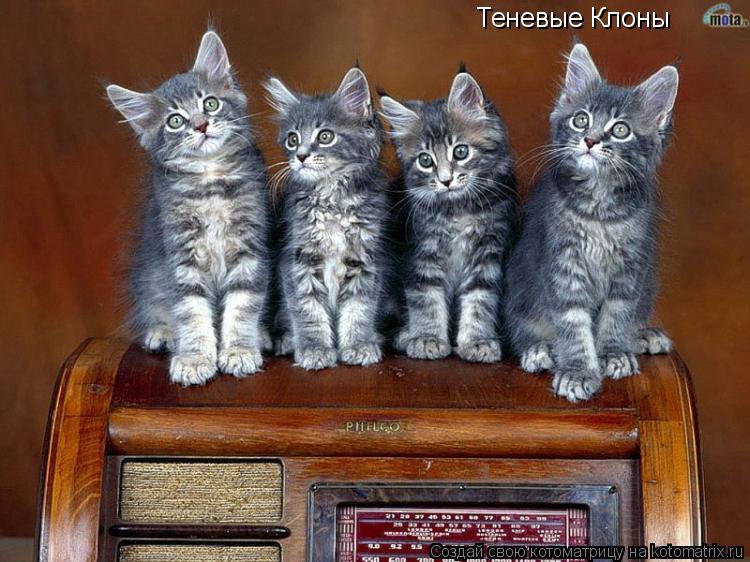 Теневые Клоны... Котоматрица: Теневые Клоны
