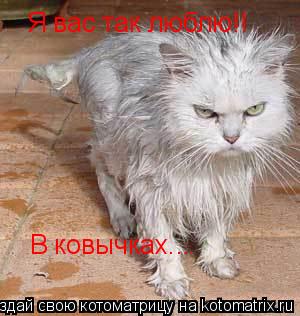 Я вас так люблю!! В ковычках...... Котоматрица: Я вас так люблю!! В ковычках...