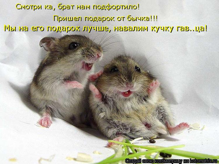 Смотри ка, брат нам подфортило! Пришел подарок от бычка!!! Мы на его подарок лучше, навалим кучку гав... Котоматрица: Смотри ка, брат нам подфортило! Пришел подарок от бычка!!! Мы на его подарок лучше, навалим кучку гав..ца!