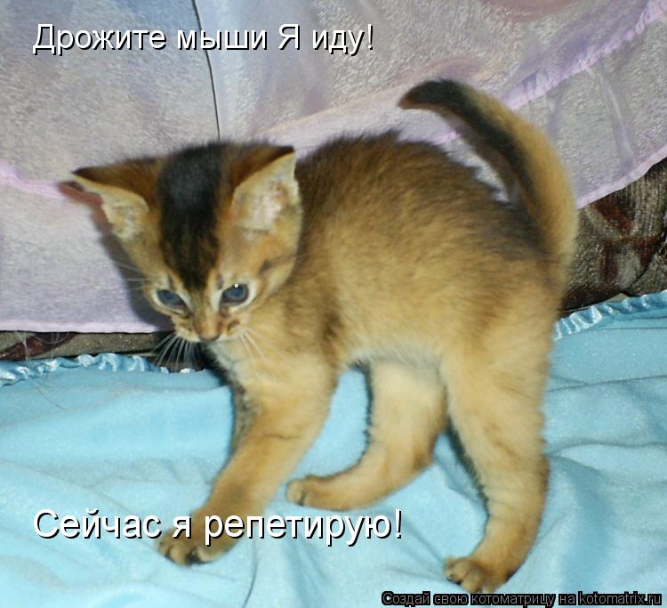 Котоматрица: Дрожите мыши Я иду! Сейчас я репетирую!