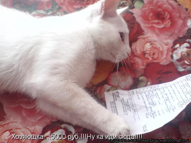 Хозяющка....5000 руб.!!!Ну ка иди сюда!!!!... Котоматрица: Хозяющка....5000 руб.!!!Ну ка иди сюда!!!!