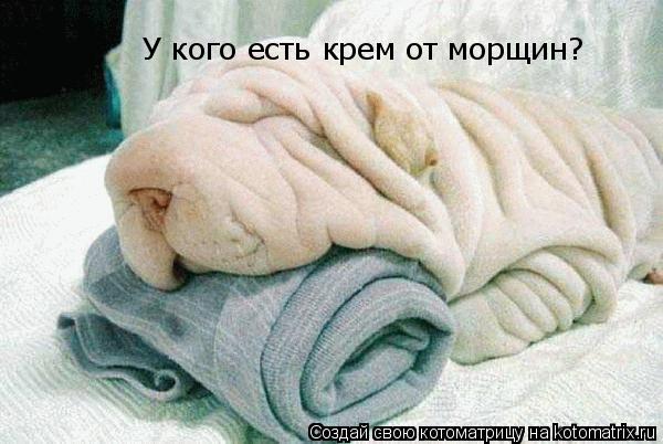 У кого есть крем от морщин?... Котоматрица: У кого есть крем от морщин?