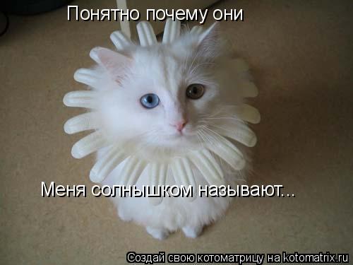 Понятно почему они Меня солнышком называют...... Котоматрица: Понятно почему они Меня солнышком называют...
