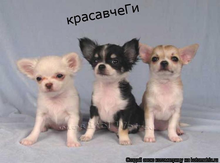 красавчеГи красавчеГи... Котоматрица: красавчеГи красавчеГи