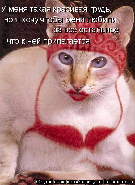 Котоматрица: У меня такая красивая грудь, но я хочу,чтобы меня любили за все остальное, что к ней прилагается...