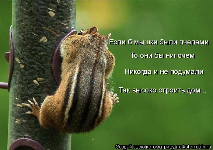 Если б мышки были пчелами То они бы нипочем Никогда и не подумали Так высоко строить дом...... Котоматрица: Если б мышки были пчелами То они бы нипочем Никогда и не подумали Так высоко строить дом...