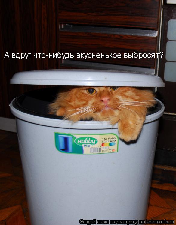 Котоматрица: А вдруг что-нибудь вкусненькое выбросят?