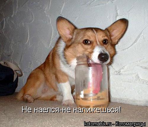 Не наелся-не налижешься!... Котоматрица: Не наелся-не налижешься!