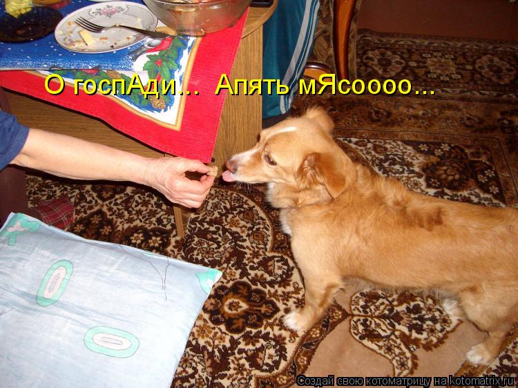 О госпАди... Апять мЯсоооо...... Котоматрица: О госпАди... Апять мЯсоооо...