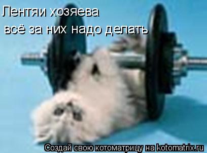 Лентяи хозяева всё за них надо делать... Котоматрица: Лентяи хозяева всё за них надо делать