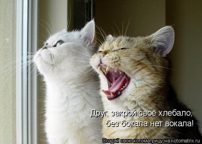 Котоматрица: Друг, закрой своё хлебало,  без бокала нет вокала!