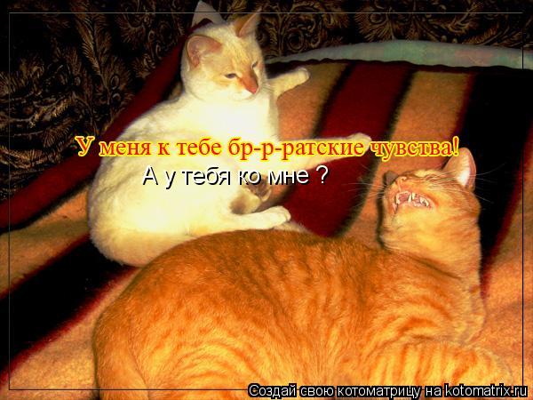 А у тебя ко мне ?... Котоматрица: А у тебя ко мне ?