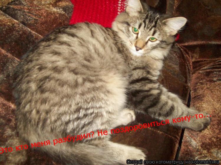 Котоматрица: Это кто меня разбудил? Не поздоровиться кому-то...