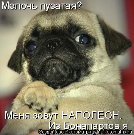 Котоматрица: Меня зовут НАПОЛЕОН. Из Бонапартов я Мелочь пузатая?