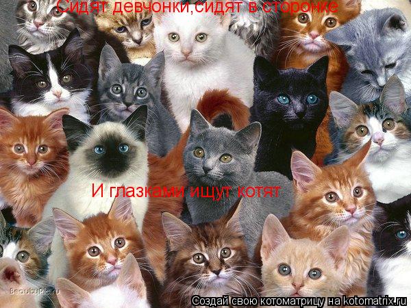 Сидят девчонки,сидят в сторонке И глазками ищут котят... Котоматрица: Сидят девчонки,сидят в сторонке И глазками ищут котят