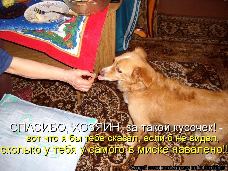 вот что я бы тебе сказал, если б не видел, сколько у тебя у самого в миске навалено!!! СПАСИБО, ХОЗЯИ... Котоматрица: вот что я бы тебе сказал, если б не видел, сколько у тебя у самого в миске навалено!!! СПАСИБО, ХОЗЯИН, за такой кусочек! -