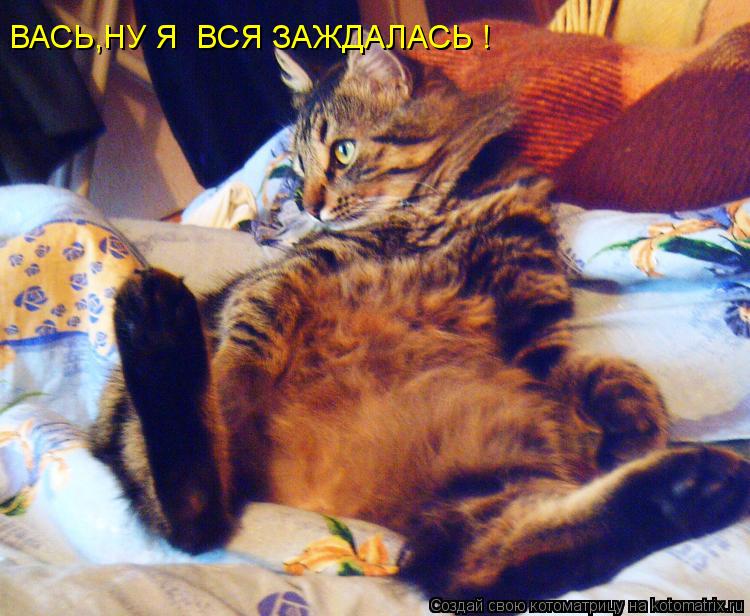 ВАСЬ,НУ Я ВСЯ ЗАЖДАЛАСЬ !... Котоматрица: ВАСЬ,НУ Я ВСЯ ЗАЖДАЛАСЬ !