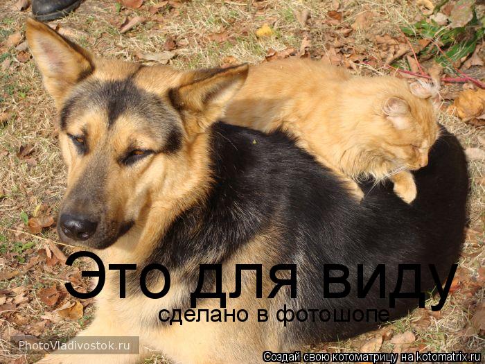 Это для виду сделано в фотошопе... Котоматрица: Это для виду сделано в фотошопе