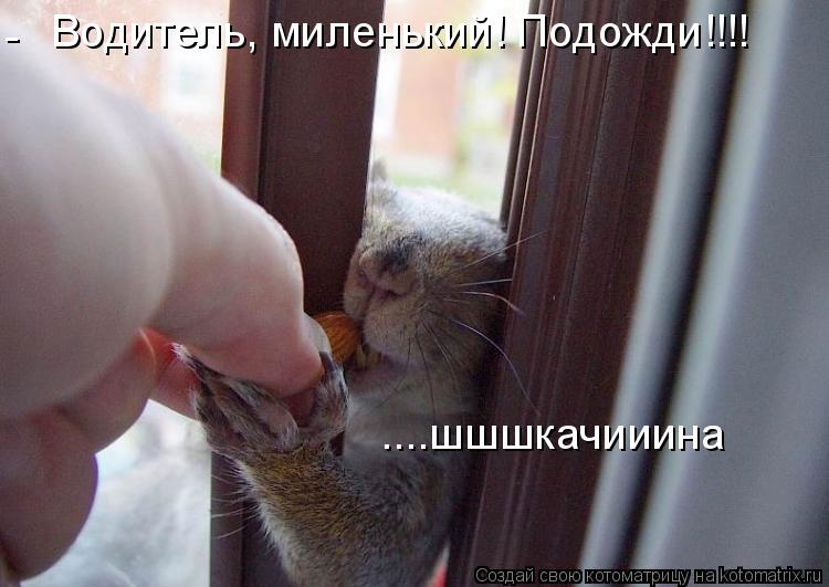 Водитель, миленький! Подожди!!!! - ....шшшкачииина... Котоматрица: Водитель, миленький! Подожди!!!! - ....шшшкачииина