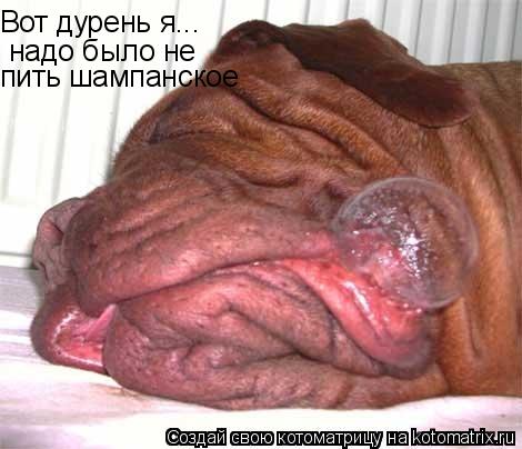 Вот дурень я... надо было не пить шампанское... Котоматрица: Вот дурень я... надо было не пить шампанское