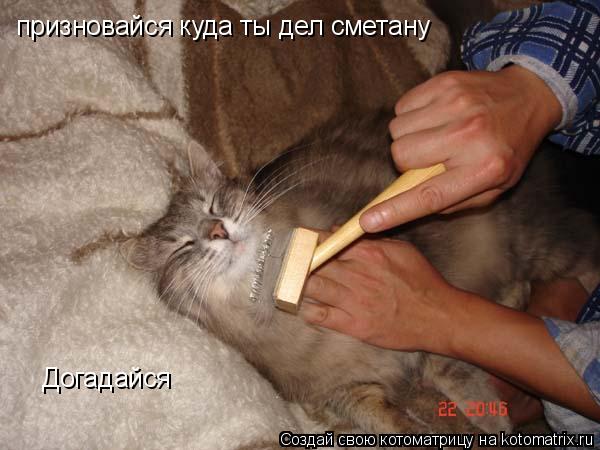 призновайся куда ты дел сметану Догадайся... Котоматрица: призновайся куда ты дел сметану Догадайся