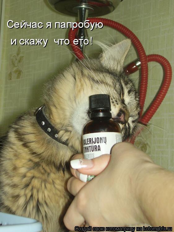 Сейчас я папробую и скажу что ето!... Котоматрица: Сейчас я папробую и скажу что ето!