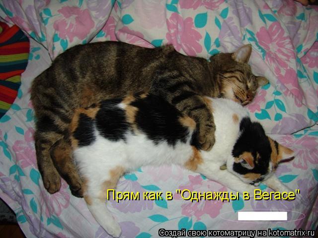 Прям как в "Однажды в Вегасе"... Котоматрица: Прям как в "Однажды в Вегасе"