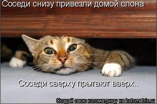 Соседи сверху прыгают вверх.. Соседи снизу привезли домой слона... Котоматрица: Соседи сверху прыгают вверх.. Соседи снизу привезли домой слона