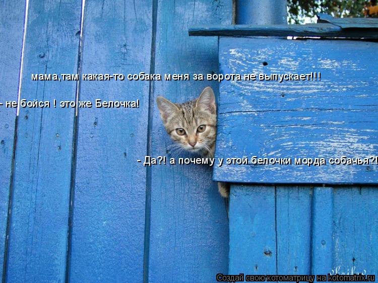 мама,там какая-то собака меня за ворота не выпускает!!! - не бойся ! это же Белочка! - Да?! а почему ... Котоматрица: мама,там какая-то собака меня за ворота не выпускает!!! - не бойся ! это же Белочка! - Да?! а почему у этой белочки морда собачья?!