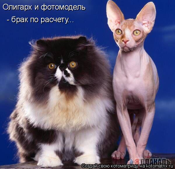 Олигарх и фотомодель - брак по расчету...... Котоматрица: Олигарх и фотомодель - брак по расчету...