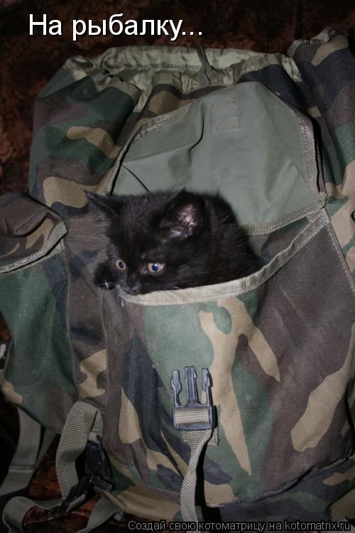На рыбалку...... Котоматрица: На рыбалку...