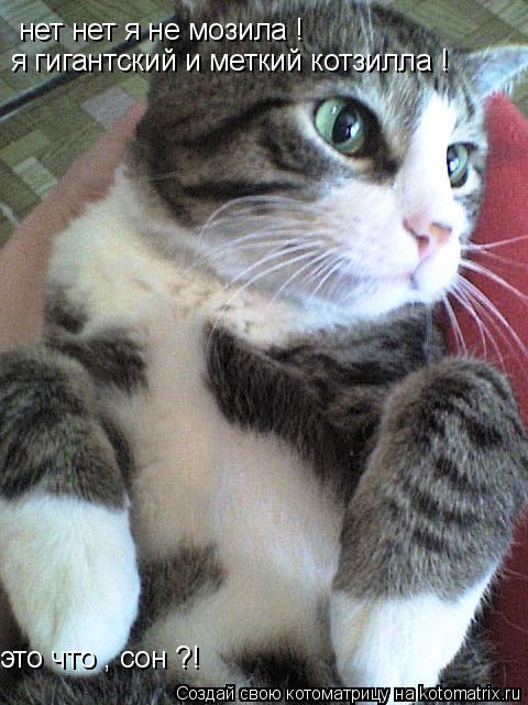 нет нет я не мозила ! я гигантский и меткий котзилла ! это что , сон ?!... Котоматрица: нет нет я не мозила ! я гигантский и меткий котзилла ! это что , сон ?!