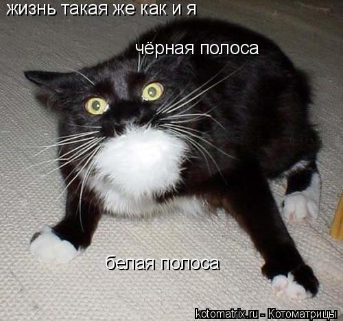 Котоматрица: жизнь такая же как и я чёрная полоса белая полоса