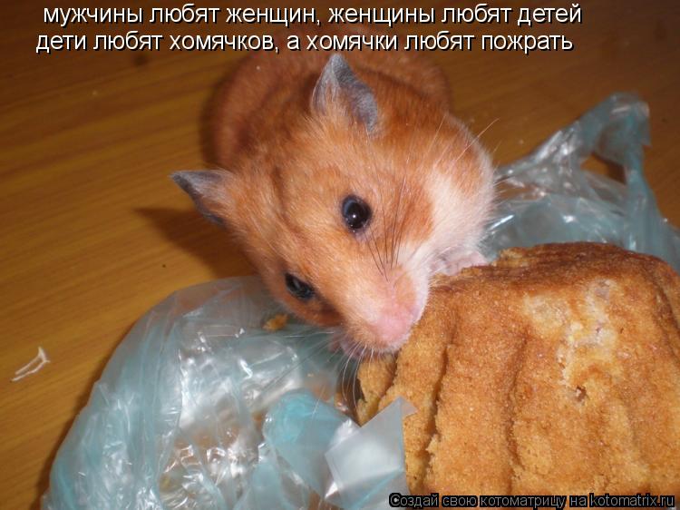 мужчины любят женщин, женщины любят детей дети любят хомячков, а хомячки любят пожрать... Котоматрица: мужчины любят женщин, женщины любят детей дети любят хомячков, а хомячки любят пожрать