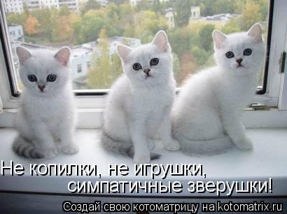 Не копилки, не игрушки, симпатичные зверушки!... Котоматрица: Не копилки, не игрушки, симпатичные зверушки!