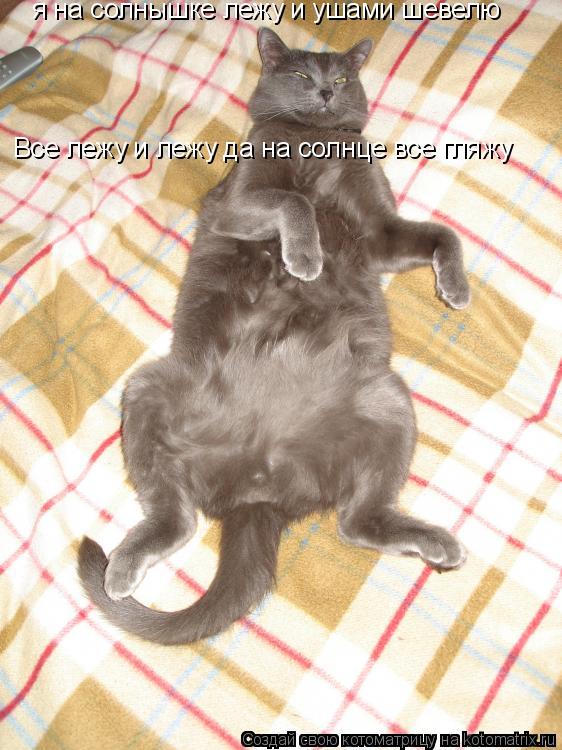 Котоматрица: я на солнышке лежу и ушами шевелю Все лежу и лежу да на солнце все гляжу
