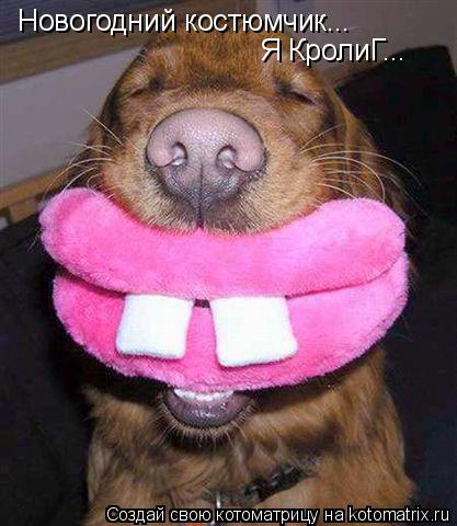 Новогодний костюмчик... Я КролиГ...... Котоматрица: Новогодний костюмчик... Я КролиГ...