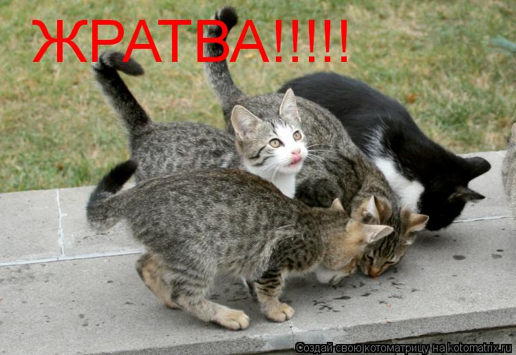 ЖРАТВА!!!!!... Котоматрица: ЖРАТВА!!!!!