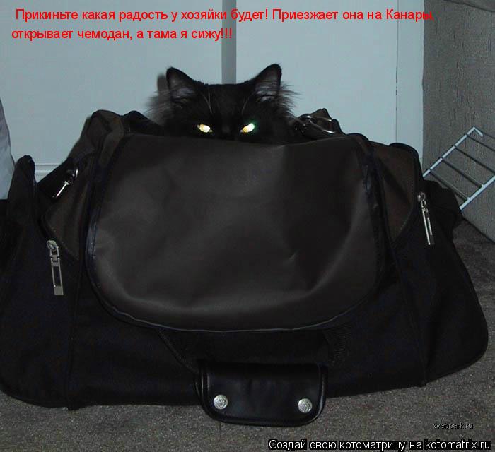 Прикиньте какая радость у хозяйки будет! Приезжает она на Канары, , открывает чемодан, а тама я сижу... Котоматрица: Прикиньте какая радость у хозяйки будет! Приезжает она на Канары, , открывает чемодан, а тама я сижу!!!