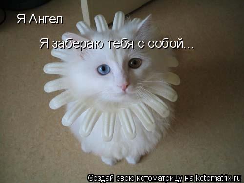 Котоматрица: Я Ангел Я забераю тебя с собой...