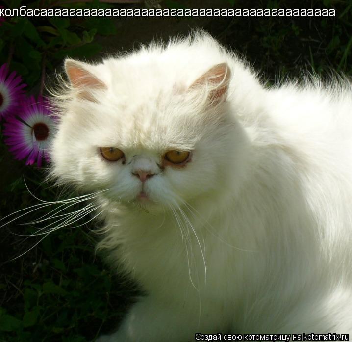 колбасааааааааааааааааааааааааааааааааааааааааа... Котоматрица: колбасааааааааааааааааааааааааааааааааааааааааа