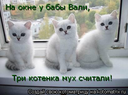 На окне у бабы Вали, Три котенка мух считали!... Котоматрица: На окне у бабы Вали, Три котенка мух считали!